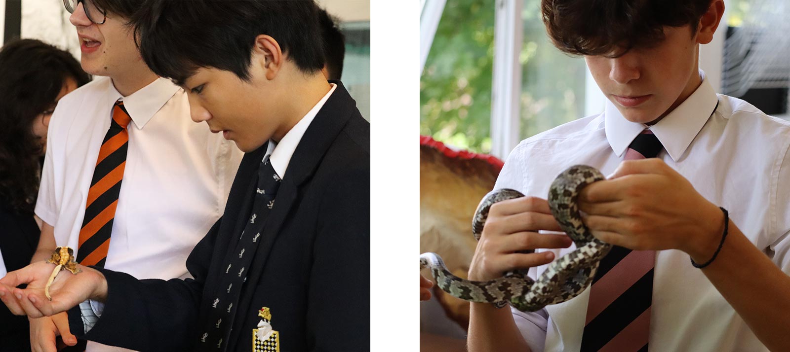 Double-image-template-15-2